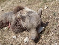  Katil ayıların vurulma bilmecesi